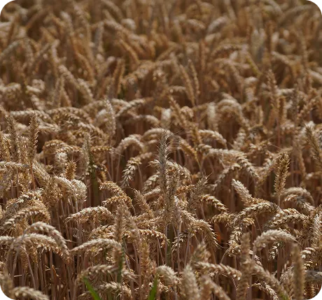 Agrícolas y energéticos | XNCapitals
